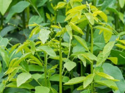 Sức khỏe - Cây dại có tên rất lạ, xưa ít người ăn nay thành đặc sản trong nhà hàng được người thành phố ưa chuộng, tốt cho sức khoẻ