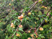 Sức khỏe - Loại quả xưa rụng đầy không ai ngó ngàng, nay thành đặc sản ở thành phố giá tới 200.000 đồng/kg, tốt cho sức khỏe