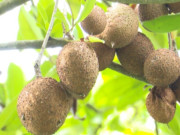 Tiêu dùng - Loại quả xưa không ai biết đến, nay thành đặc sản được người thành phố ưa chuộng vì hương vị đặc biệt, 30.000 đồng/kg