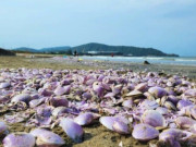 Sức khỏe - Đặc sản tên rất lạ, mỗi năm chỉ có một mùa, nay thành món khoái khẩu trong nhà hàng được ưa chuộng, tốt cho sức khỏe