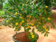 Tiêu dùng - Cây hoa mọc dại bờ bụi lên chậu thành bonsai đẹp lạ, biểu tượng cho sự trường thọ và cao quý, giá tiền triệu vẫn được "ưa chuộng"