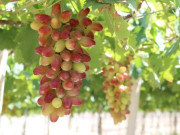 Tiêu dùng - Loại quả xưa không ai ngó ngàng, nay thành đặc sản có hương vị lạ được người thành phố ưa chuộng, 90.000 đồng/kg