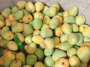 Lifestyle - Loài quả xưa không ai biết đến đến, nay thành đặc sản dân thành phố thích mê, hương vị đặc biệt