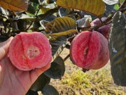Tiêu dùng - Loại quả xưa không ai biết đến, nay thành đặc sản có hương vị lạ người thành phố ưa chuộng, 50.000 đồng/kg