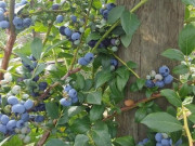 Sức khỏe - Loại quả dại xưa ít người biết đến, nay thành đặc sản có hương vị lạ được ưa chuộng giá 800.000 đồng/kg, tốt cho sức khỏe