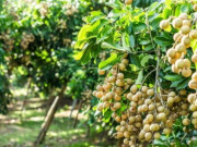 Lifestyle - Loại quả xưa không ai biết đến, nay thành đặc sản có hương vị lạ được ưa chuộng, dân thành phố thích mê