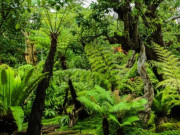 Tiêu dùng - Cây dại mọc bờ bụi ở quê lên chậu thành bonsai đẹp lạ, mang lại may mắn thịnh vượng, 10 triệu đồng/cây vẫn được "săn lùng"