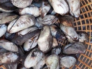 Lifestyle - Đặc sản có tên rất lạ, mỗi năm chỉ có một mùa, nay thành món khoái khẩu được người thành phố ưa chuộng vì hương vị đặc biệt