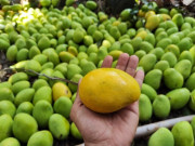 Tiêu dùng - Loại quả xưa không ai biết đến, nay thành đặc sản nổi tiếng có hương vị lạ dân thành phố thích mê, 50.000 đồng/kg