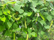 Sức khỏe - Loại quả có tên rất lạ, xưa ít người biết tới nay thành đặc sản ở thành phố có hương vị đặc biệt, tốt cho sức khỏe
