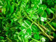 Tiêu dùng - Loại lá mọc bờ bụi xưa không ai biết đến, nay bán 100.000 đồng/kg thành đặc sản hương vị lạ, dân thành phố ưa chuộng