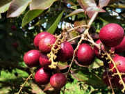 Sức khỏe - Loại quả xưa không ai biết đến, nay thành đặc sản có hương vị lạ được ưa chuộng ở thành phố, tốt cho sức khoẻ