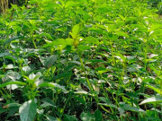 Tiêu dùng - Loại lá có mùi thơm đặc biệt, xưa không ai biết đến nay thành đặc sản khoái khẩu trong nhà hàng, 90.000 đồng/kg