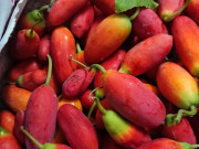 Lifestyle - Loại quả xưa rụng đầy không ai biết đến, nay thành đặc sản có hương vị lạ được người thành phố ưa chuộng, ai ăn cũng mê