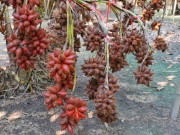 Sức khỏe - Loại quả có tên rất lạ, xưa không ai biết đến nay thành đặc sản ở thành phố có vị chua ngọt hấp dẫn, tốt cho sức khỏe