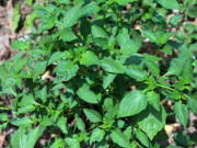 Tiêu dùng - Loại lá ở bờ bụi xưa cho lợn ăn, nay thành đặc sản khoái khẩu ở thành phố có hương vị đặc biệt, 70.000 đồng/kg