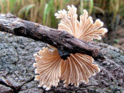 Tiêu dùng - "Lộc trời" xuất hiện ở bìa rừng, sáng sớm dân đi hái về bán 150.000 đồng/kg, thành đặc sản nổi tiếng có hương vị đặc biệt