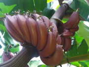 Sức khỏe - Loại quả có tên rất lạ, xưa không ai biết đến nay dân thành phố "săn lùng" vì hương vị đặc biệt, tốt cho sức khoẻ