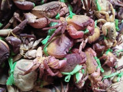 Tiêu dùng - "Lộc trời" bò ra từ hốc đá, xưa không ai biết nay thành đặc sản lạ, ban đêm dân đi bắt về bán 220.000 đồng/kg