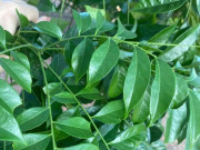 Lifestyle - Loại lá mọc bờ bụi xưa không ai biết, nay thành đặc sản hương vị lạ làm thành nhiều món khoái khẩu, ai cũng mê