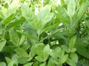 Sức khỏe - Loại cây dại xưa trồng làm hàng rào, giờ thành đặc sản có hương vị đặc biệt được ưa chuộng, tốt cho sức khoẻ