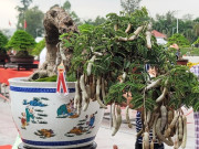 Tiêu dùng - Cây ăn quả quen thuộc lên chậu thành bonsai được ưa chuộng, vừa đẹp vừa mang lại tài lộc dồi dào, có cây hơn 10 tỷ đồng