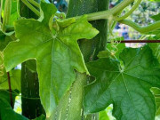 Lifestyle - Loại lá rụng đầy gốc xưa không ai ăn, nay thành đặc sản nổi tiếng dân thành phố ưa chuộng, hương vị đặc biệt