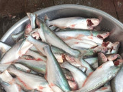 Tiêu dùng - Đặc sản nổi tiếng ở Tiền Giang có mùi thơm lạ, xưa không ai biết đến nay thành món khoái khẩu trong nhà hàng, 700.000 đồng/kg