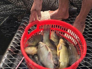 Tiêu dùng - Đặc sản nổi tiếng ở Hải Dương tỏa mùi thơm đặc biệt, xưa không ai biết đến nay dân thành phố "săn lùng, 180.000 đồng/kg