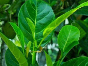 Sức khỏe - Loại lá xưa rụng đầy không ai ngó ngàng, nay làm thành món đặc sản nổi tiếng Cần Thơ có hương vị lạ, tốt cho sức khỏe