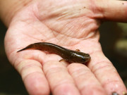 Tiêu dùng - Đặc sản chỉ có ở An Giang, xưa không ai biết đến nay dân thành phố thích mê vì hương vị lạ, 450.000 đồng/kg