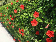 Sức khỏe - Loại hoa dại xưa trồng làm hàng rào, giờ thành đặc sản có hương vị đặc biệt được ưa chuộng, tốt cho sức khoẻ