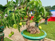 Tiêu dùng - Cây ăn quả ở quê "lên chậu" thành bonsai đẹp lạ, mang nhiều ý nghĩa phong thuỷ, giá vài chục triệu đồng