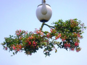 Tin tức - "Dị nhân xứ Quảng" làm bonsai ngược độc lạ
