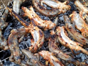 Tiêu dùng - Đặc sản ở Đồng Nai nhìn "sợ khiếp vía", xưa không ai ngó ngàng nay dân thành phố yêu thích vì hương vị lạ, 350.000 đồng/kg