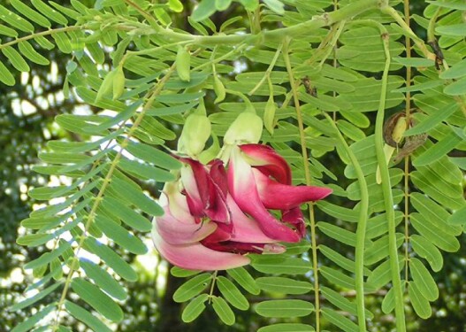 Thứ mọc dại xưa rụng đầy không ai biết đến, nay thành đặc sản nổi tiếng ở thành phố vì hương vị lạ, 100.000 đồng/kg - 5