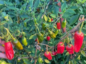 Loại quả có tên rất lạ, xưa không ai biết đến nay thành đặc sản ở thành phố giá 250.000 đồng/kg, nhiều tác dụng với sức khoẻ