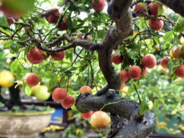 Cây ăn quả quen thuộc thành bonsai trưng Tết, vừa đẹp vừa biểu tượng cho sự giàu có, giá vài chục triệu đồng