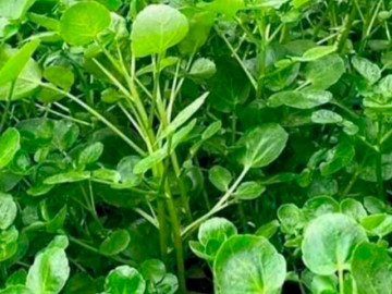Loại rau rẻ tiền ở chợ Việt được khen tốt nhất thế giới, nay thành đặc sản dân thành phố ưa chuộng, tốt cho sức khoẻ