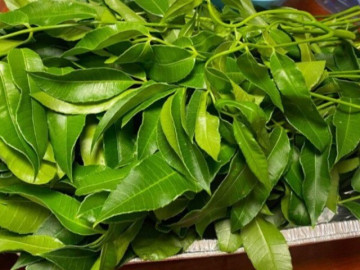 Loại lá xưa có đầy không ai ngó ngàng, nay thành đặc sản có hương vị đặc biệt dân thành phố thích mê, 60.000 đồng/kg