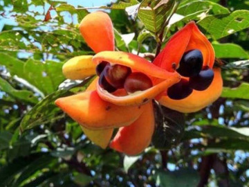Loại quả xưa rụng đầy gốc không ai ngó ngàng, nay thành đặc sản khoái khẩu được ưa chuộng vì hương vị lạ, 90.000 đồng/kg