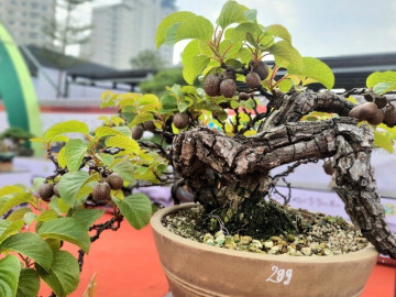 Cây ăn quả quen thuộc nay lên chậu thành bonsai đẹp lạ, có cây giá 60 triệu đồng, nhiều người săn lùng về trưng trong vườn nhà