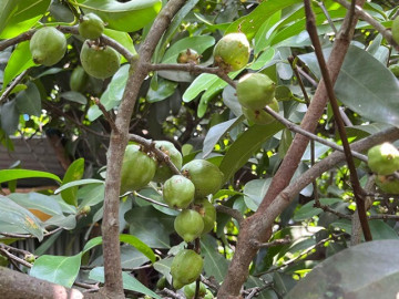 Loại quả có tên rất lạ, xưa không ai ăn nay thành đặc sản được người thành phố ưa chuộng giá 45.000 đồng/kg, tốt cho sức khoẻ 