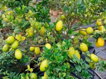 Cây ăn quả mọc ở bờ bụi lên chậu thành bonsai đẹp lạ, mang ý nghĩa phong thuỷ, giá đắt vẫn được săn lùng