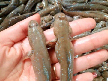 Đặc sản chỉ có ở Ninh Bình, xưa cho lợn gà ăn nay thành đặc sản nổi tiếng khắp nơi vì hương vị lạ, 200.000 đồng/kg