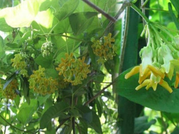 Cây mọc bờ rào ở quê toả mùi thơm đặc biệt, xưa người nghèo mới ăn nay thành đặc sản trong nhà hàng, tốt cho sức khoẻ