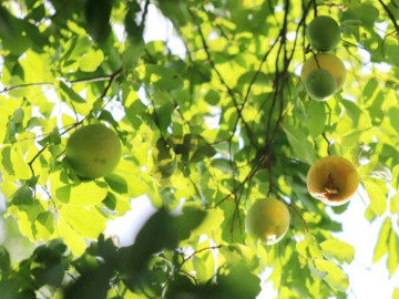 Loại quả xưa rụng đầy gốc tỏa mùi thơm đặc biệt, nay thành đặc sản ở thành phố vì hương vị lạ, tốt cho sức khoẻ