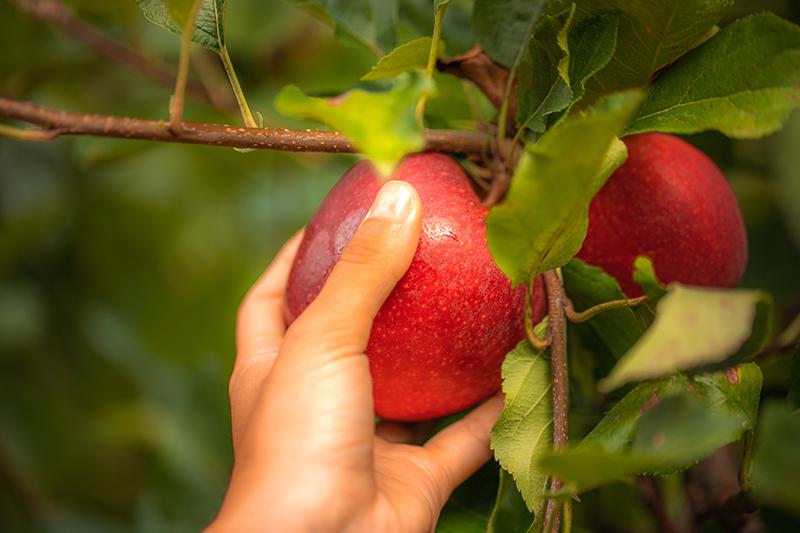 Apple Pháp không chỉ nổi bật với hương vị tươi, ngọt ngào mà còn là nguồn dinh dưỡng phong phú cho cơ thể.