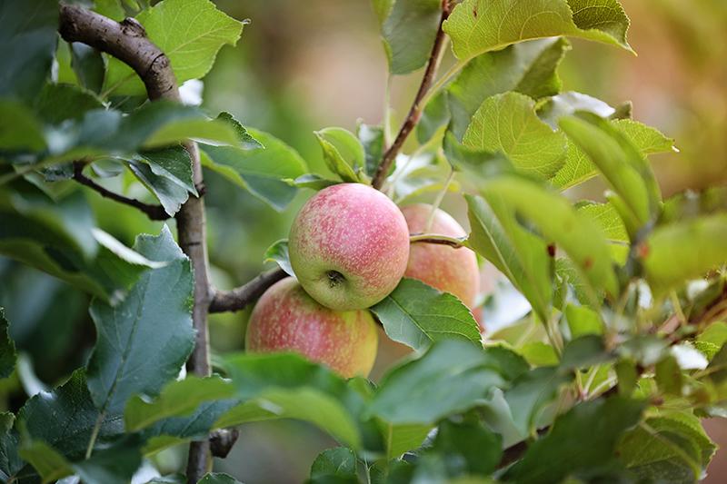 Sự kết hợp hoàn hảo giữa hương vị và giá trị dinh dưỡng, Apple Pháp đã trở thành một phần không thể thiếu trong chế độ ăn uống lành mạnh, mang lại lợi ích lâu dài cho sức khỏe.