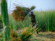 Tin tức - Loại cây được xem là cỏ dại, trồng ít chăm sóc, chẳng sợ sâu bệnh, nông dân miền Tây nhẹ nhàng bỏ túi trăm triệu đồng